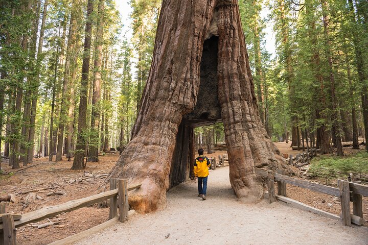 Private Giant Sequoia Grove Hike - Photo 1 of 6